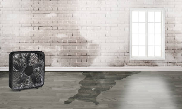 Best Local water damage restoration  in Topton, PA