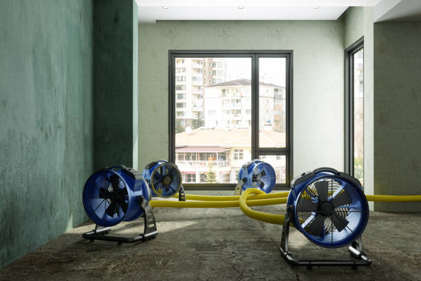 Best Professional water damage repair  in Topton, PA